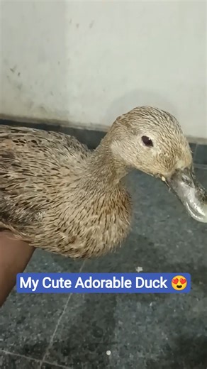 Ducks are so Adorable 🥰