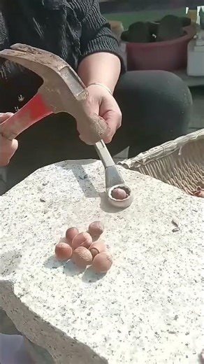 Shelling Hazelnuts Cleverly – Minimizing Effort