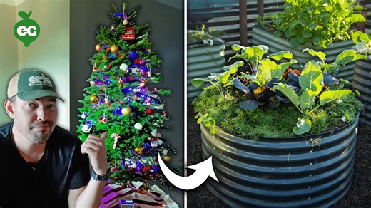 How smart gardeners use their old Christmas tree