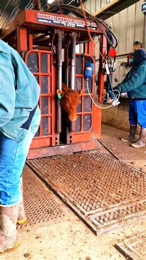 Cow Farm #farm
