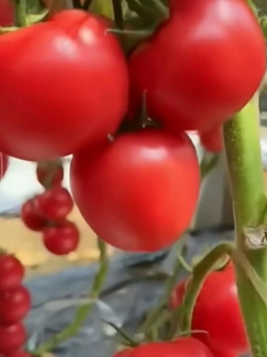 토마토 농사 꿀팁으로 풍성한 수확하기