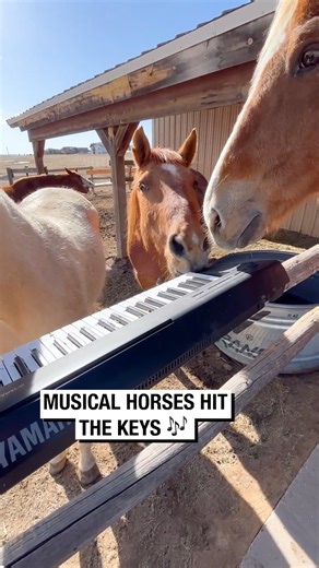 455K views · 8.3K reactions | Musical Horses Hit the Keys!  | Wrestling News | Facebook
