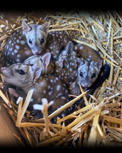 🌿 A tiny spiky miracle has arrived in Western Australia! Mount Gibson Wildlife Sanctuary welcomes its first litter of baby western quolls, signaling hope for a species once on the brink of extinction. See how these adorable marsupials are thriving and what this means for conservation 👇 | David Benoit