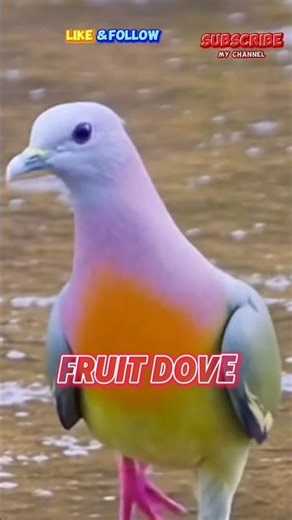 Fruit Dove #shorts #animallovers #fruit #dove #colors