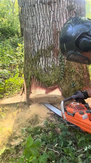 31K views · 195 reactions | husqvarna 592 xp vs massive pine tree - pro felling method revealed | Florenc Sokoli � | Facebook