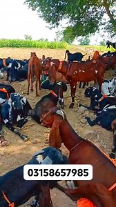 82K views · 5.8K reactions | Huzaifa goat farm Sahiwal Goats Farm | Huzaifa goat farm | Facebook