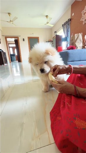 POV: You’re the favorite grandchild so you get your bananas hand-fed to you. ☁️👵❤️ #puppy #pets