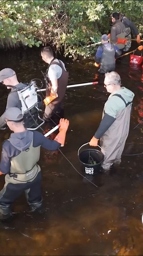 [💦MILIEUX AQUATIQUES] Clap de fin pour les pêches d’inventaire 2025 en Haute-Vienne ! 🌊 Chaque année, la Fédération mène un important travail d’observation et de suivi des milieux aquatiques. 👉 De mai à octobre 2025, ce sont près d’une quarantaine de pêches d’inventaire qui ont été réalisées sur l’ensemble du département de la Haute-Vienne 🎣 Mais au fait, une pêche d’inventaire, kézako ? 🧠 Il s’agit d’une opération scientifique visant à identifier, compter et mesurer les poissons présents d