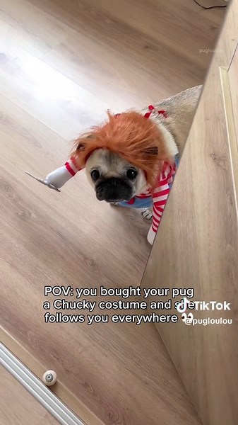 Loulou the Pug in Chucky Costume - Playful Dog Follows You Around!