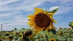Sunflower field with blue sky background. Agricultural sunflower field in Ukraine. Bright yellow sunflower in wind and drooping sunflowers on background. Helianthus annuus flower closeup