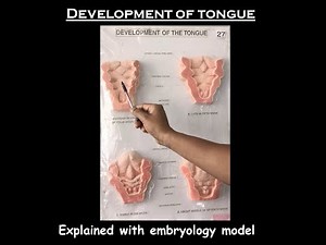 Development of tongue - explained with embryology model - made easy for 1st-year medicos