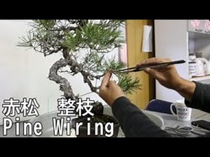 愛好家が針金を掛けると失敗する？ Pine wiring 赤松 銅線 整枝 盆栽 bonsai