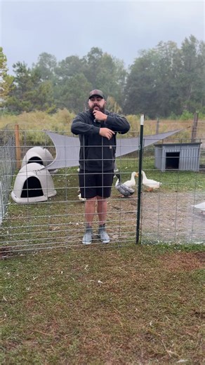 Quack ops command center got a few upgrades to keep our amphibious brigade happy and safe. #freedomsfieldshomestead #veteranfarmer #homesteading #ducksofinstagram #ducks | Freedom Fields Homestead