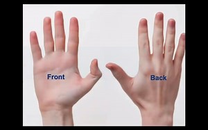 Lumps and Bumps of the Hand and Wrist 手部解剖结构和常见手部损伤