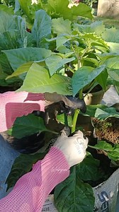 42K views · 393 reactions | Manfaat pemangkasan daun tua pada cabai rawit meliputi peningkatan sirkulasi udara, memaksimalkan paparan sinar matahari untuk fotosintesis, mengurangi risiko serangan hama dan penyakit, serta meningkatkan hasil panen dan kualitas buah dengan mengarahkan energi tanaman pada pertumbuhan yang lebih produktif. Pemangkasan juga membantu menjaga kesehatan tanaman dan memudahkan perawatan #cabai #gardening | Wahyuni Alawiyah | Facebook