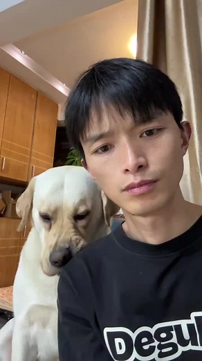 可爱的金毛犬视频合集