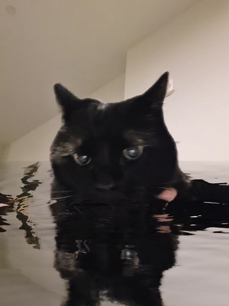 swim 🏊‍♀️ swim 🏊‍♂️ water falling off my furrrr please come say hi @BTS #arirang #swimchallenge #bts #pepethecat #keepswimming