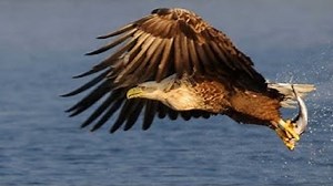 7 best videos of eagles hunting