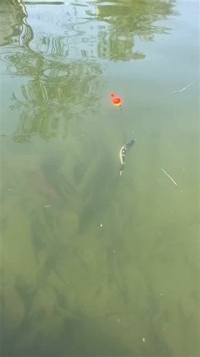 Hadoram Lure | Level up your fishing game with our robo lure!Its dynamic swim action creates irresistible vibration.Get ready for non-stop bites.Trust... | Instagram