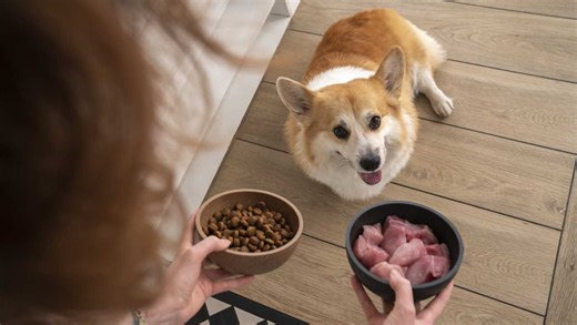 Dog food testing raises alarm about bacteria. Here's what you need to know