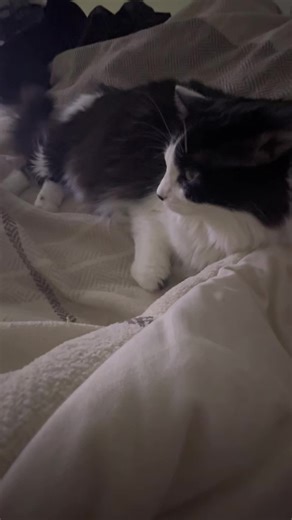 Villy's Adventures Inspired by SATC