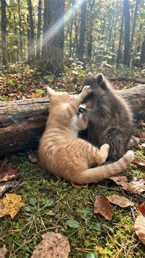 A cat and a raccoon became best friends #cat #raccoon #animals #wholesome