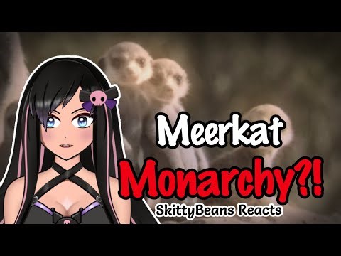 Meerkat Mob is Crazy | #reactionvideo #animals #animalfacts #vtuber