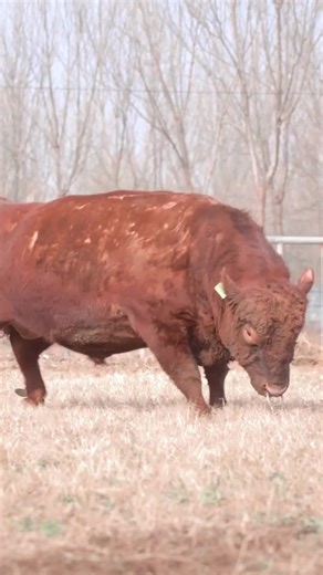 Simmental Bull Highlights in UFC