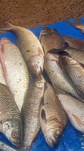 #fish aj ektu kom esache market a.###