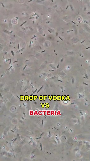Exploring Bacteria Under a Microscope with Vodka