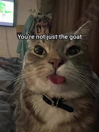 Georgieebom: The Funniest Cat Meme Moments