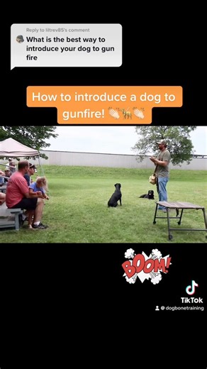 11K views · 112 reactions | How to introduce your dog to gun fire? It starts before we ever pick up a gun. #huntingdog #gundog #dogtraining #retrievertraining #labradorretriever #dogtrainingtips #duckdogs #duckdogtraining #birddog #birddogtraining #fbreels | DogBone | Facebook