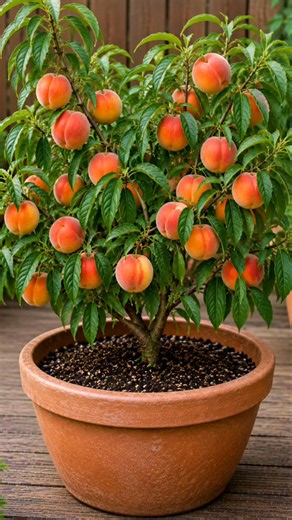 Grow a Peach Tree in a Pot 🍑🌿 | Too Easy! #Shorts