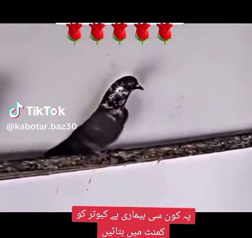 ustad matho lali on TikTok