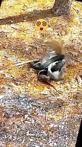 squirrel fights a snake to protect its mate! 🐿️🐍 #WildlifeBravery #SquirrelVsSnake #NatureProtection #SavannahLove #CourageInNature | ريفيرا