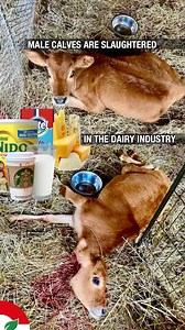 Male calves are slaughtered in the dairy industry because they do not...