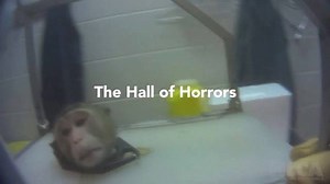 33K views · 1.8K reactions | Meet Daisy, an innocent victim of animal...