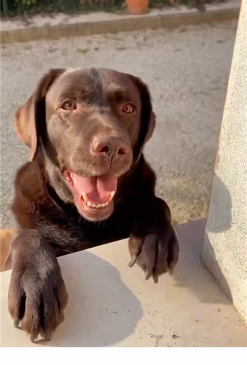 #cane #labrador #labradorlife