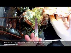 Lobster Anatomy