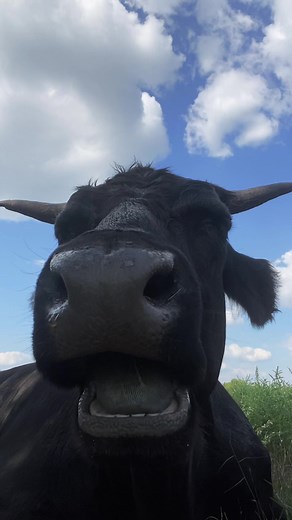 Funny Cow Eating Meme - Hilarious Cow Chewing GIF