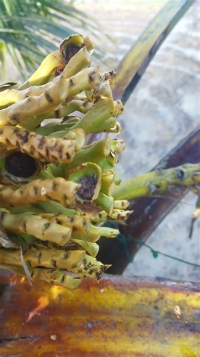 This is what coconut juice looks like when it starts to drip #coconutsap #coconutflowers #process