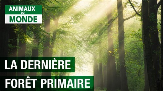 Documentaire | La dernière foret primaire d’Europe – Parc national de Bialowieza