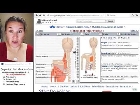 Superior limb 1- Pectoral girdle