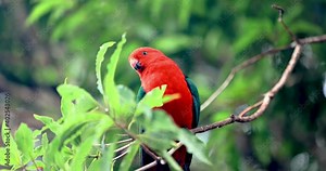 Australian King Parrot 4K slow motion on tree branch looking around in national park