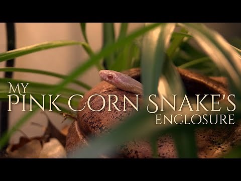 Enclosure setup for my pink corn snake | For beginners by beginners