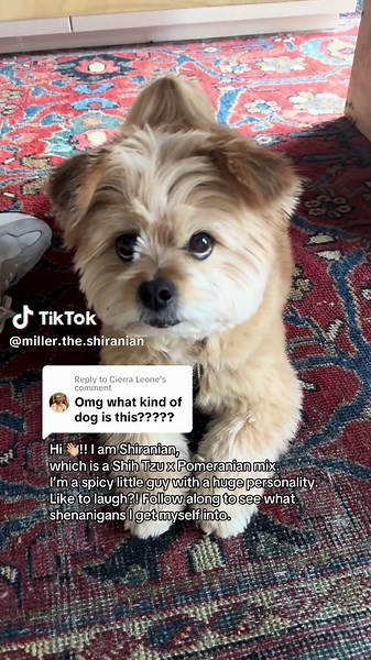 Meet Shiranian: The Spicy Shih Tzu and Pomeranian Mix