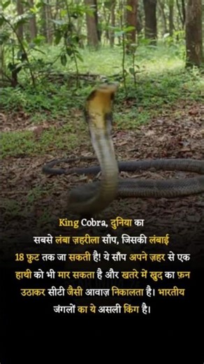 King Cobra DeadlyReptiles WildlifeIndia JunglePredator NatureFacts #explore #facts