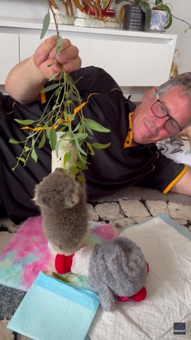 Adorable Baby Koala Makes Its First Attempt at Climbing