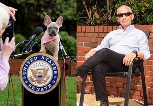 NIH Under Fire for $2 Million ‘Painful’ Experiments on Puppies