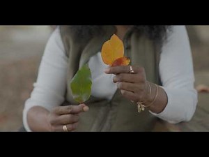 City of Charlotte Landscaping Management | The Black Gum Tree